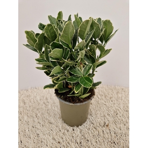Euonymus Silver Queen