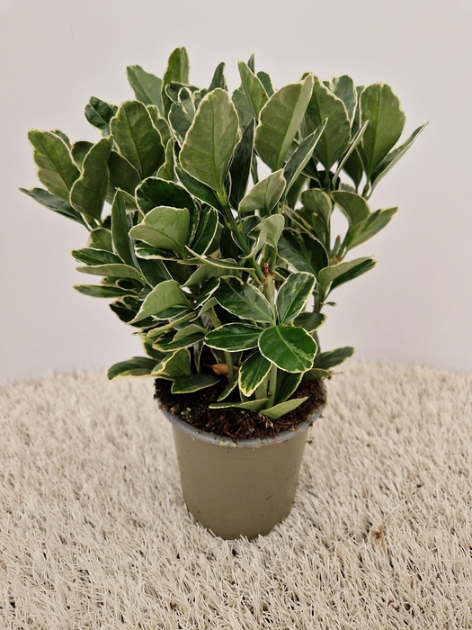 <h4>Euonymus Silver Queen</h4>