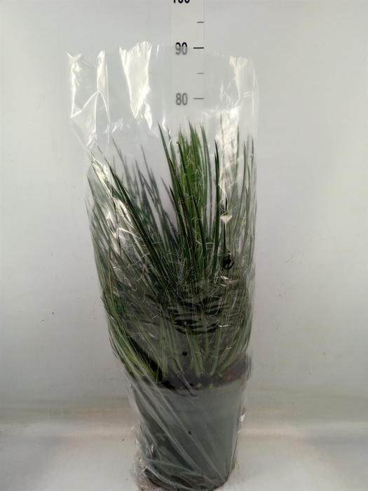 <h4>Agave   ...</h4>
