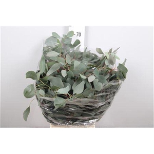 Euc Populus Leaf Extra