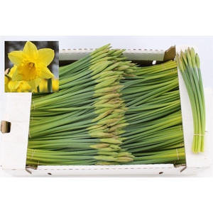 Narcis T Standard Value