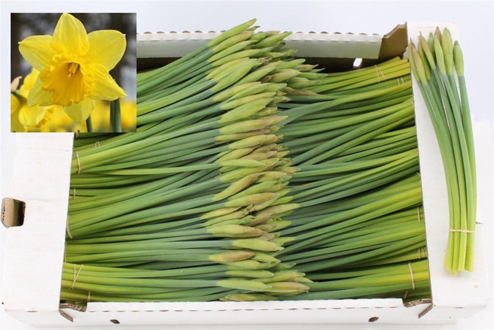 <h4>Narcis T Standard Value</h4>