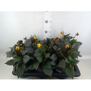 Dahlia  'Dahlinova Tempt Golden'