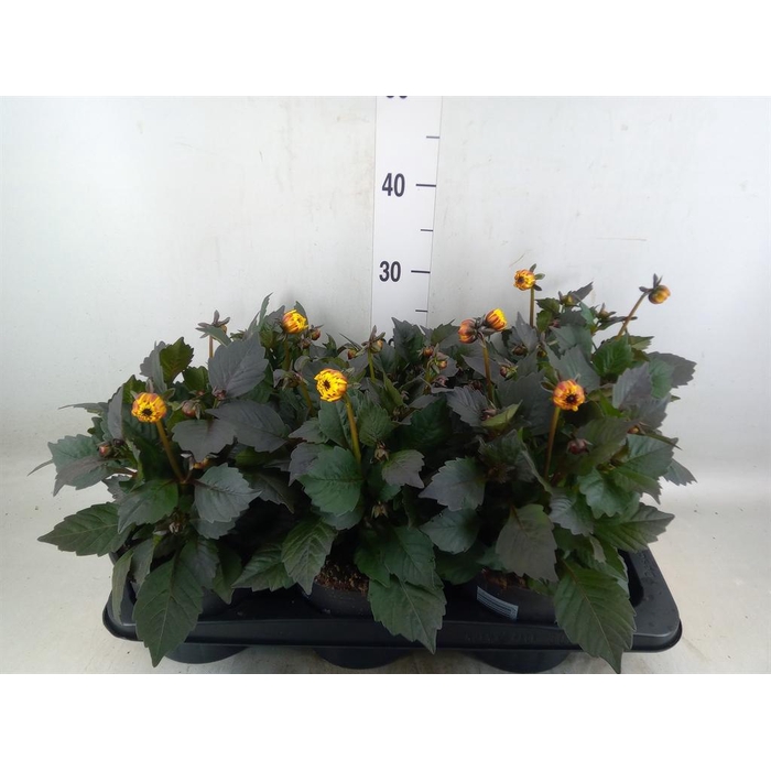 <h4>Dahlia  'Dahlinova Tempt Golden'</h4>