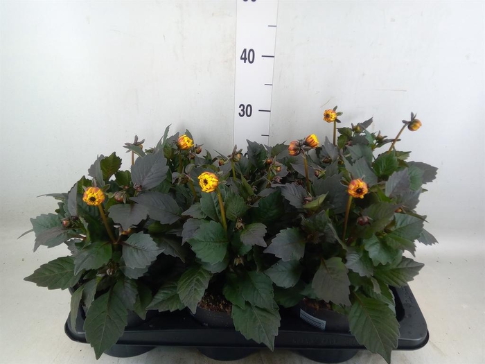 <h4>Dahlia  'Dahlinova Tempt Golden'</h4>