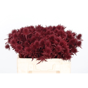 Eryn Supernova Kl Bh Bordeaux