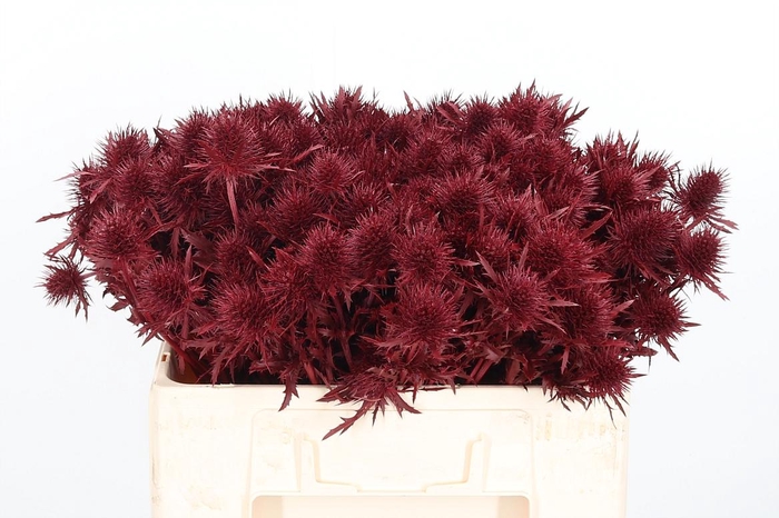 <h4>Eryn Supernova Kl Bh Bordeaux</h4>