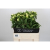 Paeonia Duchesse De Nemours