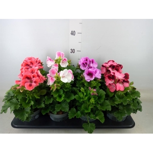 Pelargonium gran.   ..mix
