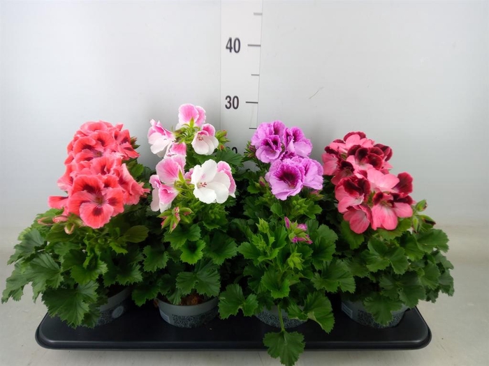 <h4>Pelargonium gran.   ..mix</h4>