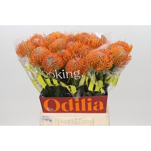 Nutans Ayoba Orange