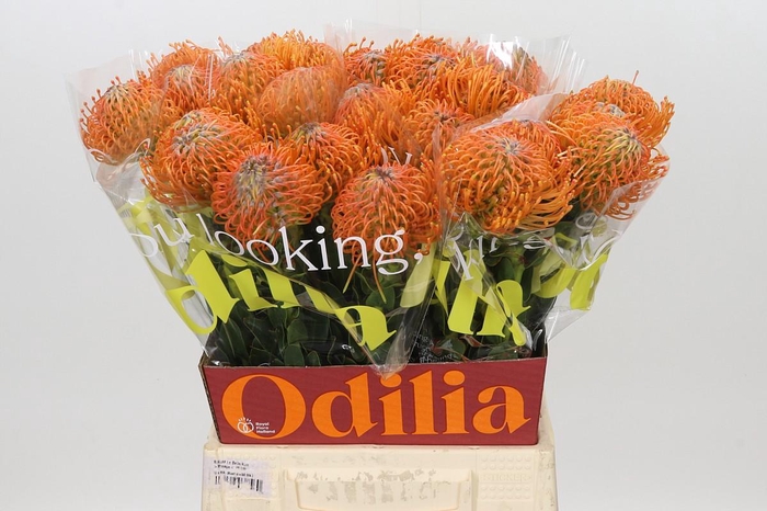 <h4>Nutans Ayoba Orange</h4>