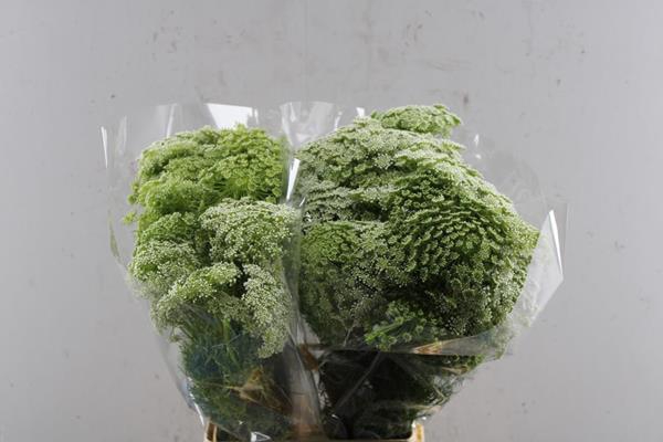 <h4>Ammi Visnaga</h4>
