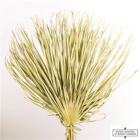 <h4>Dried Chamaerops (10tk) Natural Bunch</h4>