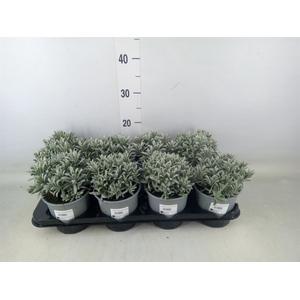 Lavandula angus.