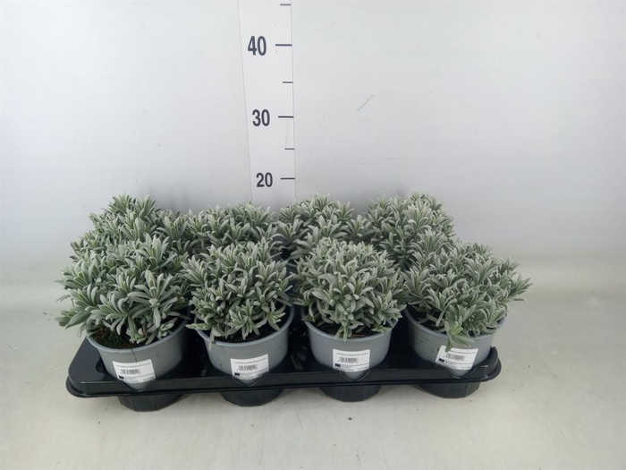 <h4>Lavandula angus.</h4>