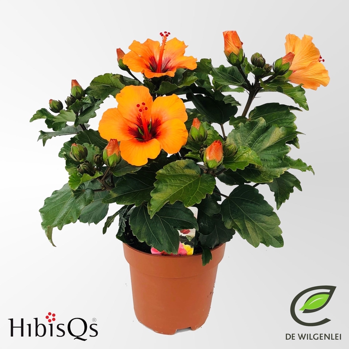 Hibiscus
