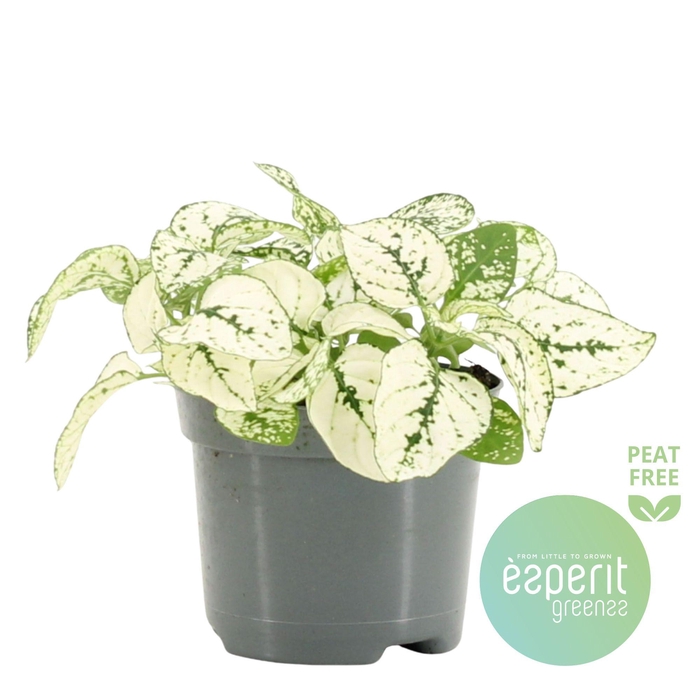 <h4>Hypoestes White</h4>