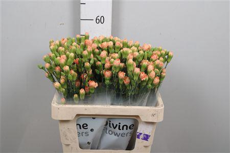 <h4>Di Tr Kamilly</h4>