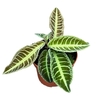 Overig planten Labisia Japonica