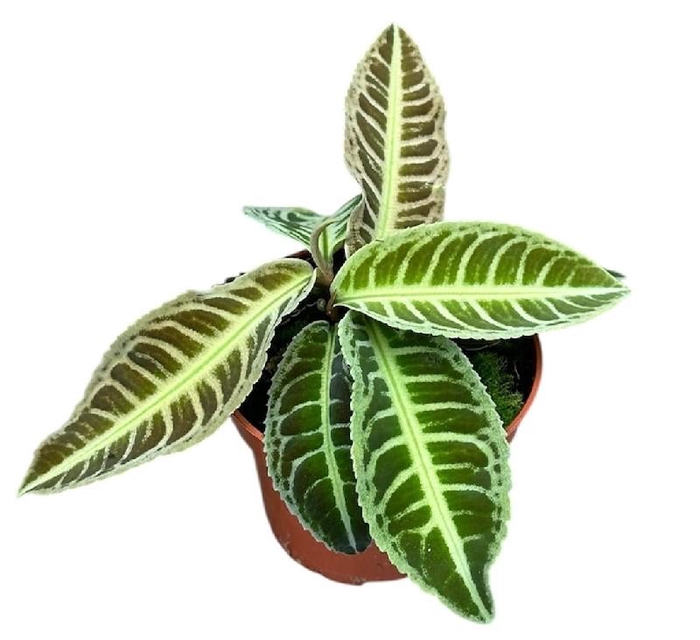 Overig planten Labisia Japonica