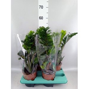 Zamioculcas zamiifolia 'Zenzi'