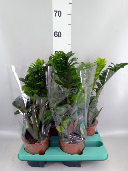 <h4>Zamioculcas zamiifolia 'Zenzi'</h4>