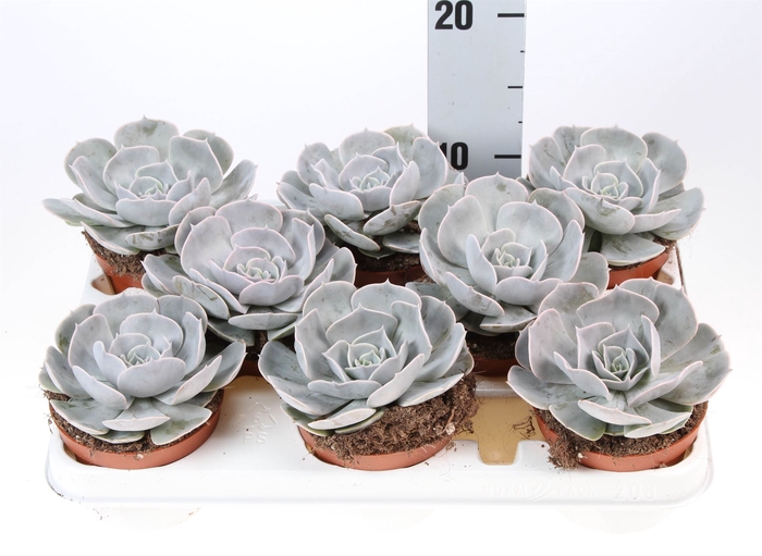 <h4>Echeveria  'Pollux'</h4>