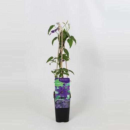 <h4>Clematis The President</h4>