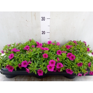 Calibrachoa  'Minifam Dbl Hot Pink'