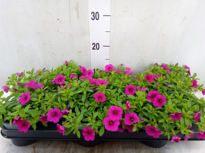 <h4>Calibrachoa  'Minifam Dbl Hot Pink'</h4>