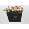 Paeonia Pink Giant