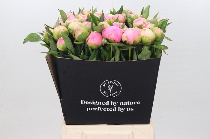 <h4>Paeonia Pink Giant</h4>