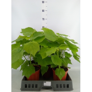 Sparrmannia africana