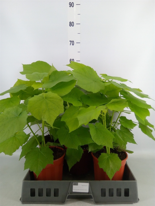 <h4>Sparrmannia africana</h4>