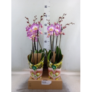 Phalaenopsis  'Ant Split'