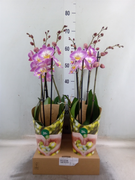 <h4>Phalaenopsis  'Ant Split'</h4>