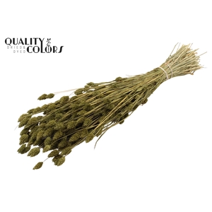 Phalaris per bunch Olive