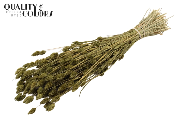 <h4>Phalaris per bunch Olive</h4>