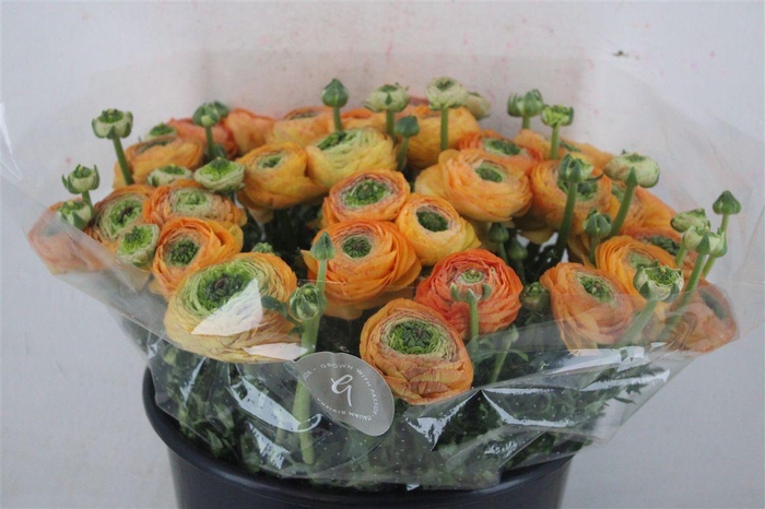 <h4>Ran Cloni Sup Honey</h4>