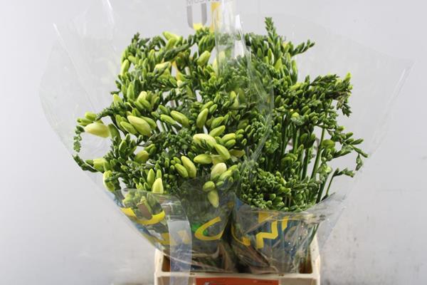 <h4>Fr En Ambiance</h4>