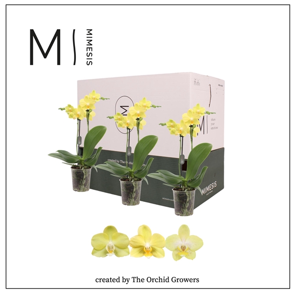 <h4>Mimesis Phal. Yellow - 2 spike 9cm Less Plastic</h4>