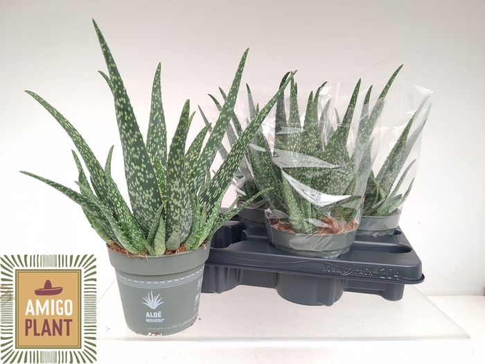 <h4>ALOE VERA</h4>