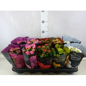 Kalanchoe blos.   ..rosebud rs fl 5