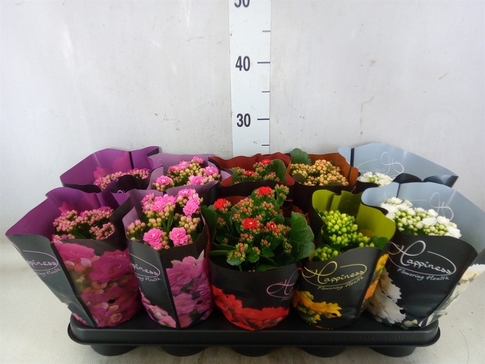 <h4>Kalanchoe blos.   ..rosebud rs fl 5</h4>