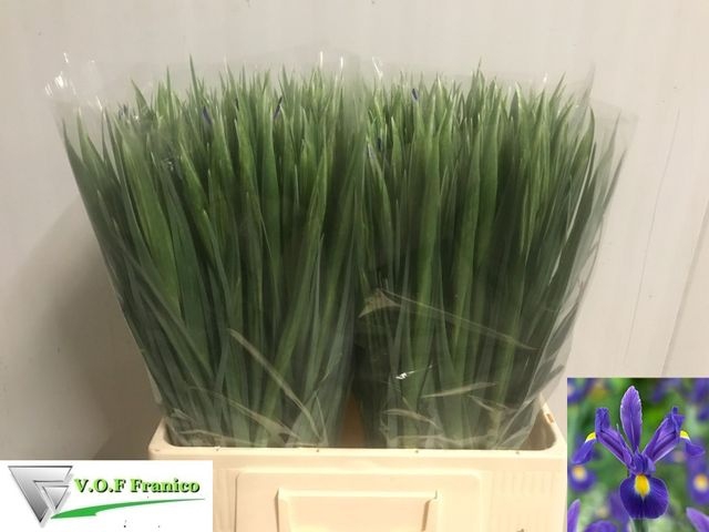 <h4>IRIS BLUE MAGIC 58 CM P.BLIK</h4>
