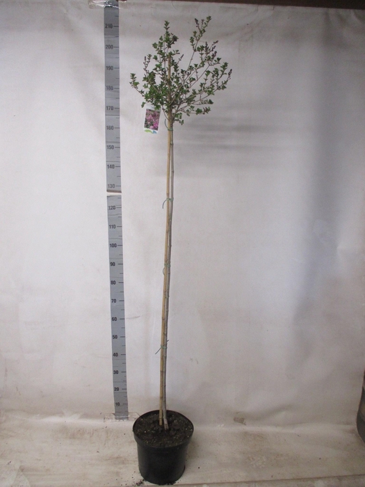 <h4>SYRI MEY PALIBIN</h4>