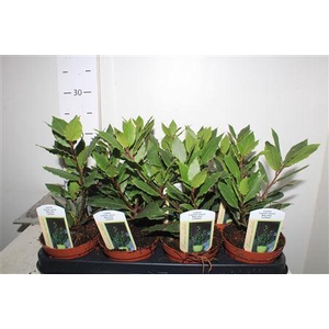 ** Lau Nobilis ** Promo