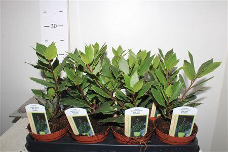 <h4>** Lau Nobilis ** Promo</h4>