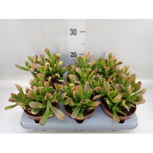 Crassula ovata 'Horn Tree'